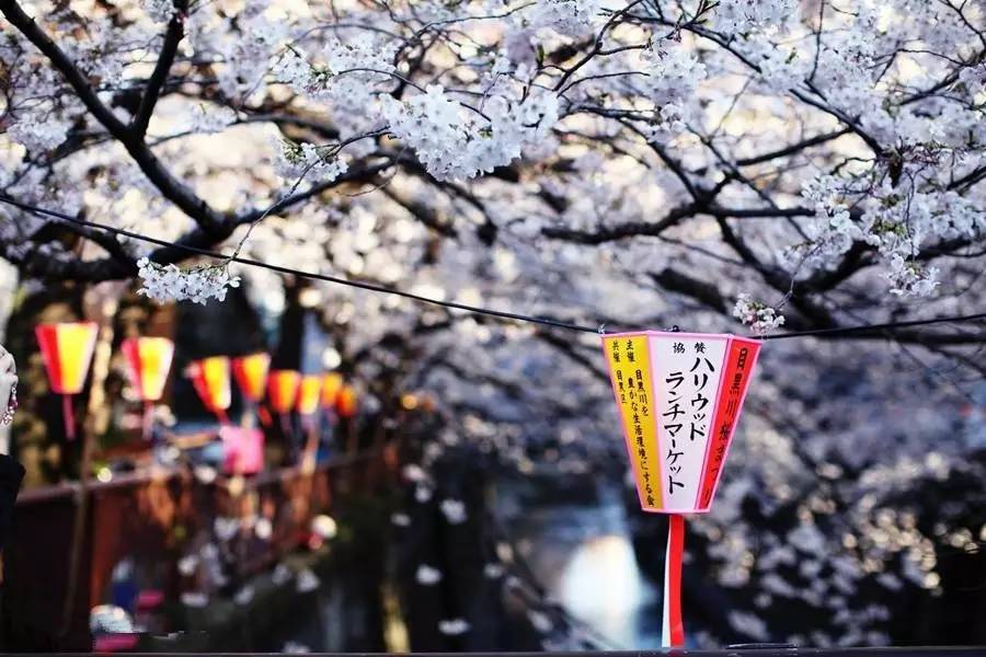 360°全方位vr级樱花下的日本穿越到日本の樱花祭全方位感受日本的